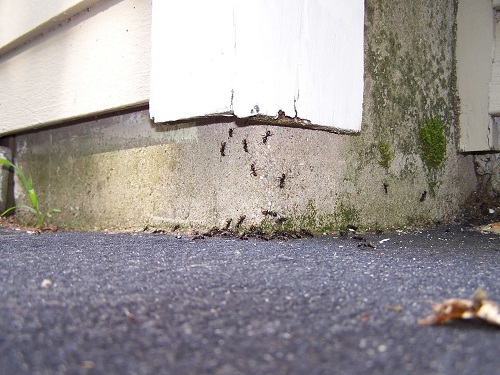 Image for Pest Specialist LLC with ID of: 5171550