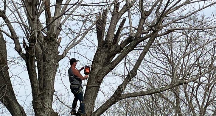 Image for Shelton's Tree Service with ID of: 5174003
