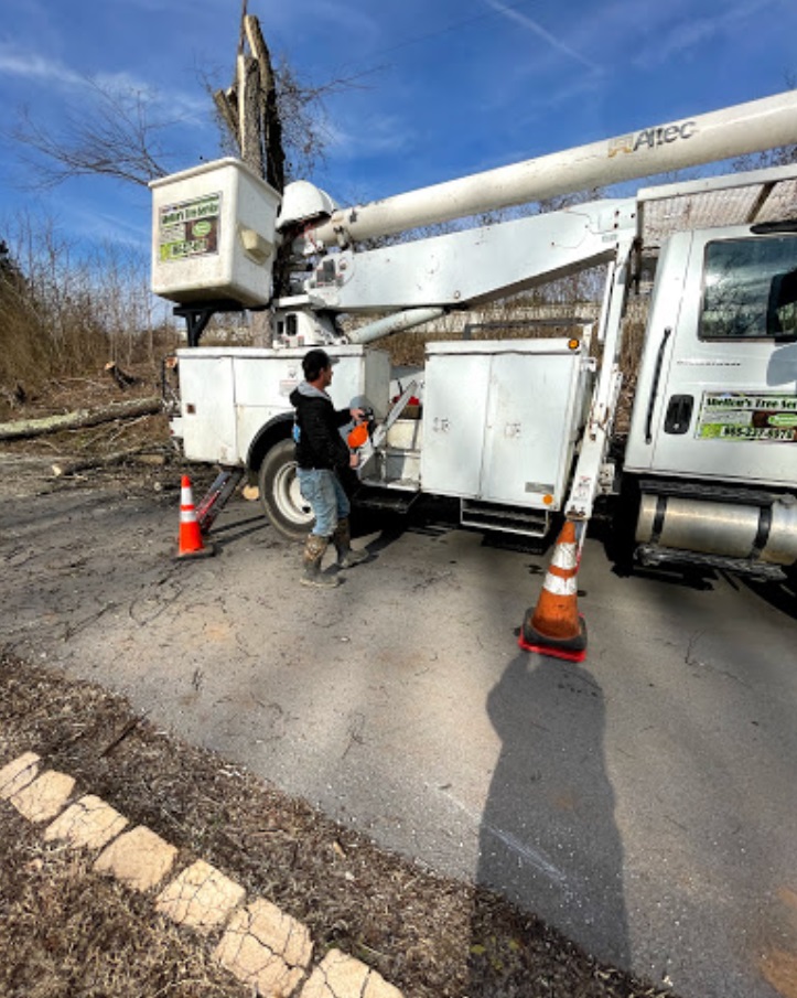 Image for Shelton's Tree Service with ID of: 5174004