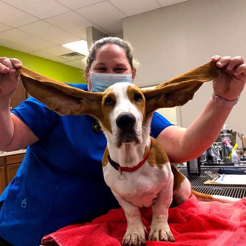 Image for VetMed Alliance with ID of: 5174536