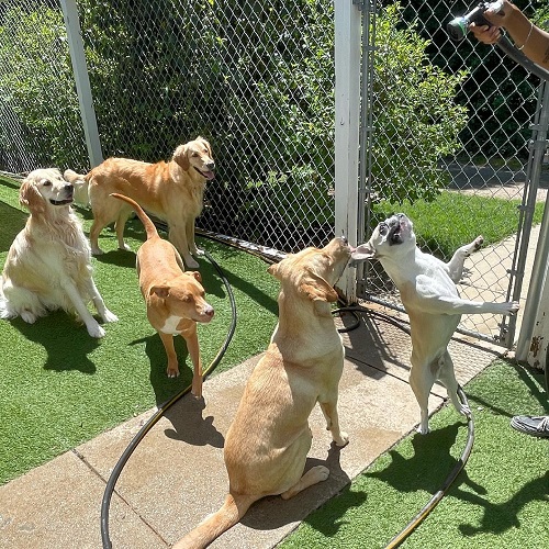 Image for VetMed Alliance with ID of: 5174538
