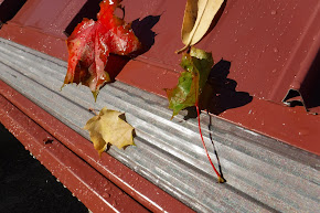 Image for Leafless in Seattle with ID of: 5174748
