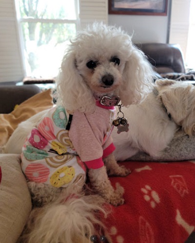 Image for Wag It Better Family Dog Training and Boutique with ID of: 5183664