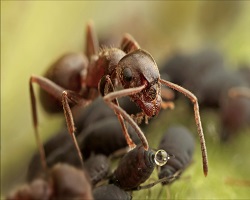 Image for Green Pest Services with ID of: 5188099