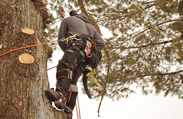 Image for Adam's Tree Service with ID of: 5189694