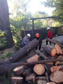 Image for Timberland Tree Care with ID of: 2071739