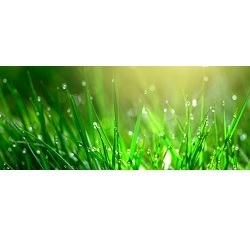Image for Blue Grass Lawn Service Co with ID of: 5199449