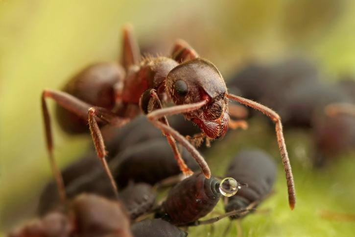 Image for Pointe Pest Control with ID of: 5205757