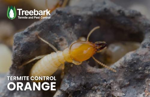 Image for Treebark Termite and Pest Control Orange with ID of: 5217024