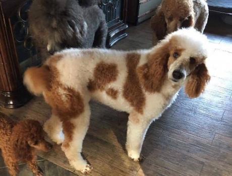 Image for Silver Ace Poodles with ID of: 5226310
