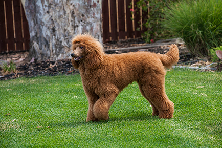 Image for Silver Ace Poodles with ID of: 5226311