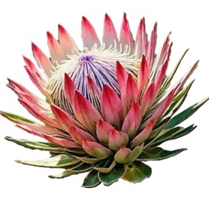 Image for King Protea Landscaping with ID of: 6254509