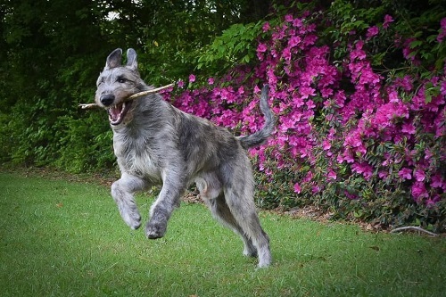 Image for The Dog Wizard with ID of: 5227509