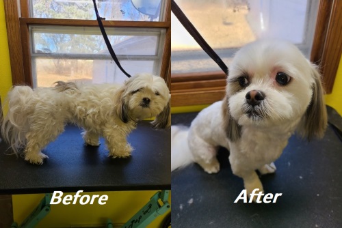 Image for Diamonds in the Ruff Grooming with ID of: 5233110
