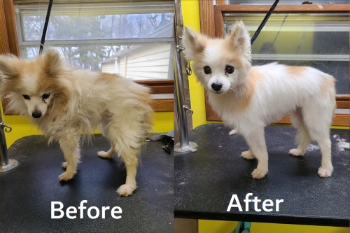 Image for Diamonds in the Ruff Grooming with ID of: 5233111