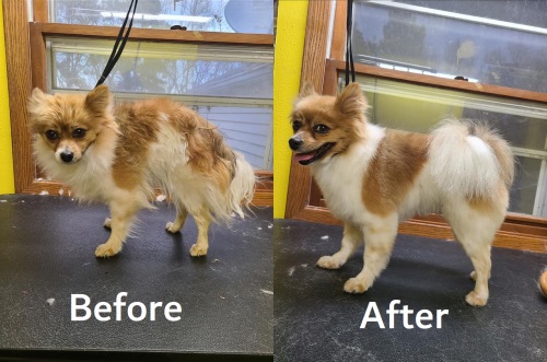 Image for Diamonds in the Ruff Grooming with ID of: 5233112