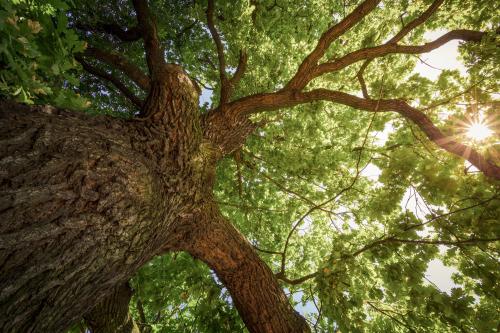 Image for Gerald's Tree Farm with ID of: 5233499
