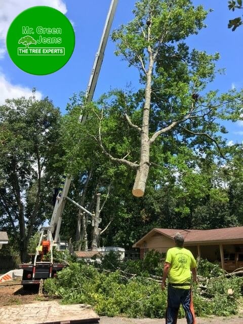 Image for Mr Green Jeans Tree Service with ID of: 5235315