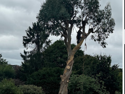 Image for Brandon’s Tree Company with ID of: 6261829