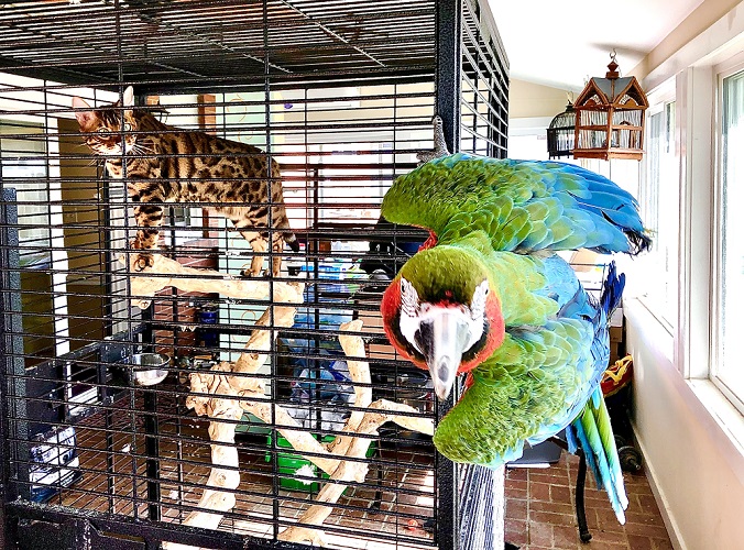 Image for Todd Marcus Birds Exotic with ID of: 5240783