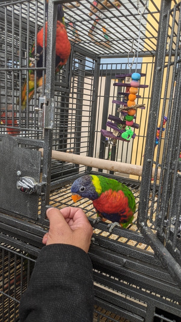 Image for Todd Marcus Birds Exotic with ID of: 5240784