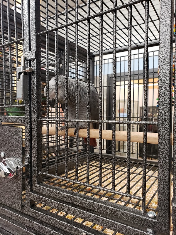 Image for Todd Marcus Birds Exotic with ID of: 5240785