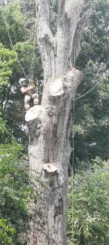 Image for Fox's Precision Tree Service with ID of: 5241106