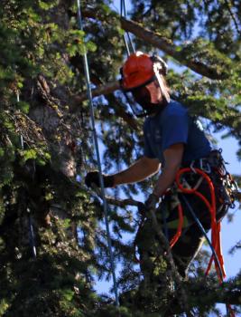 Image for Tree Tech NW with ID of: 5241651