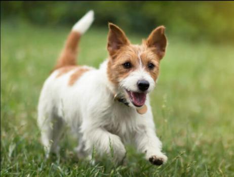 Image for METROVET Veterinary Clinic with ID of: 5250587