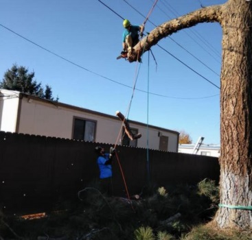 Image for Primetime Pruning with ID of: 5251373