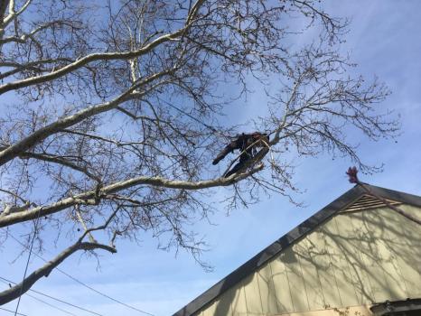 Image for Primetime Pruning with ID of: 5251375