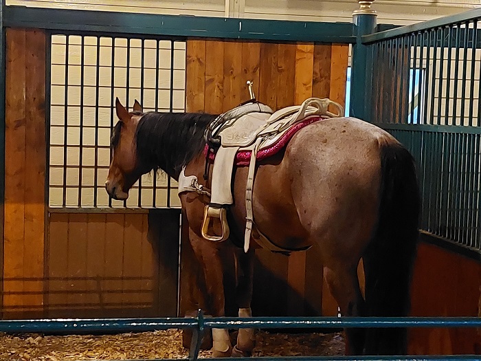 Image for Dolly Parton's Stampede with ID of: 5256716