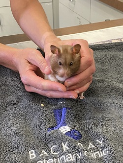 Image for Back Bay Veterinary Clinic with ID of: 5265420