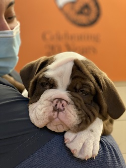 Image for Back Bay Veterinary Clinic with ID of: 5265421
