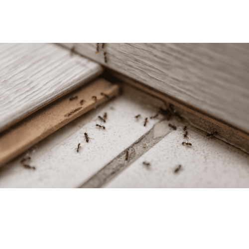 Image for Insight Pest Control with ID of: 5265435