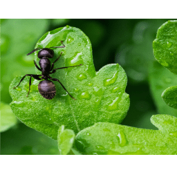 Image for Insight Pest Control with ID of: 5265436