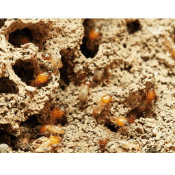 Image for Insight Pest Control with ID of: 5265438