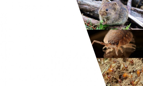 Image for Insight Pest Solutions with ID of: 5272059