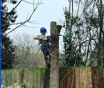 Image for G Tree Surgery with ID of: 6288447