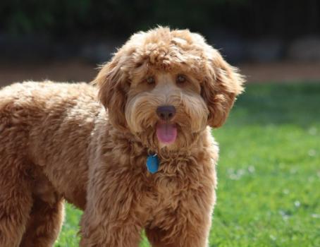 Image for Valencia Poodles with ID of: 5272850