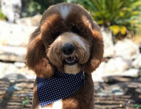 Image for Valencia Poodles with ID of: 5272852