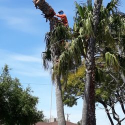 Image for Orange County Tree Services with ID of: 5274974