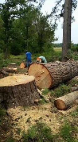 Image for GnT Tree Service with ID of: 5275731