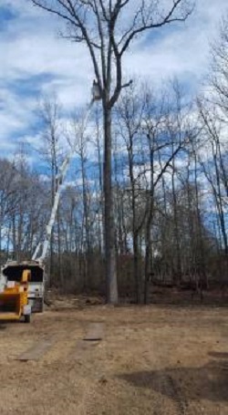 Image for GnT Tree Service with ID of: 5275732