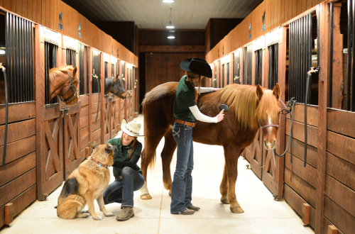 Image for West Wind Stables with ID of: 5277996