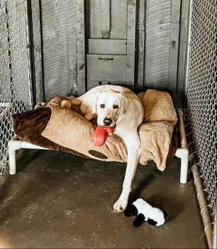Image for West Wind Stables with ID of: 5278006