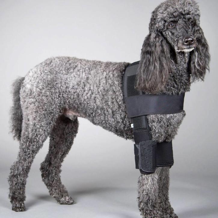 Image for DogLeggs with ID of: 5280697