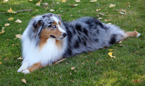 Image for High Desert Aussies with ID of: 5287471