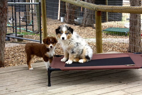 Image for High Desert Aussies with ID of: 5287473