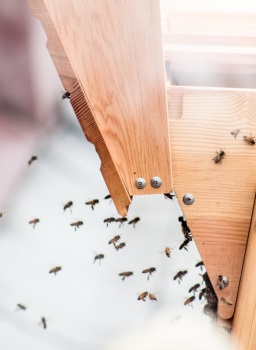 Image for Insight Pest Solutions with ID of: 5288988